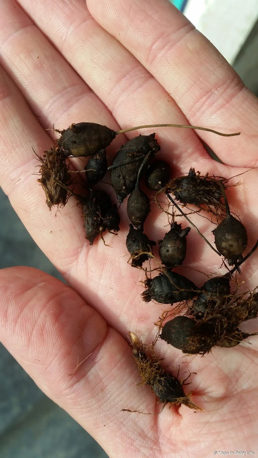 The primary root of Cyperus rotundus is said to be carcinogenic